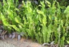 Cheepieplants-34.jpg; ?>