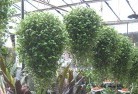 Cheepieplants-62.jpg; ?>